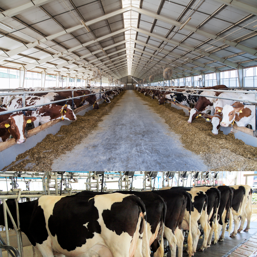 Dairy Farm
