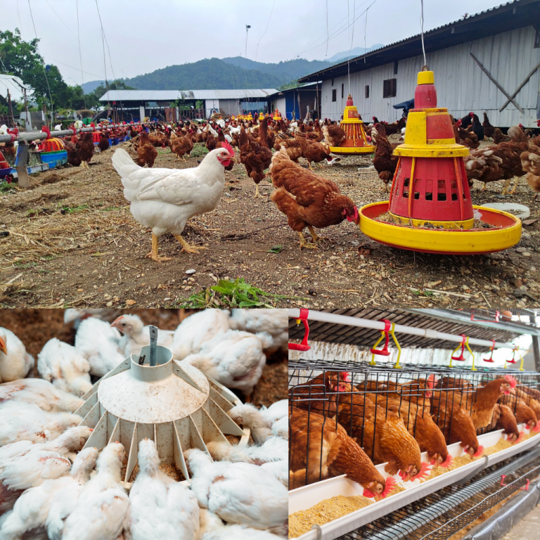 Poultry Farm